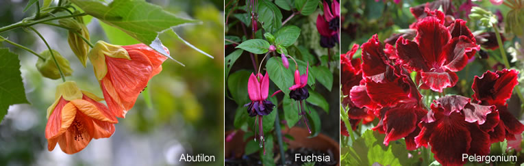 kuipplanten om gemakkelijk te stekken: Abutilon, Fuchsia en Pelargonium zijn gemakkelijk te stekken.